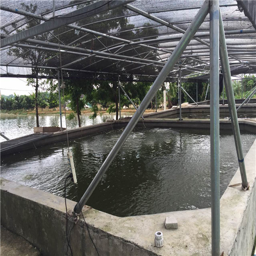 佛山兴源水产特种鱼苗养殖场