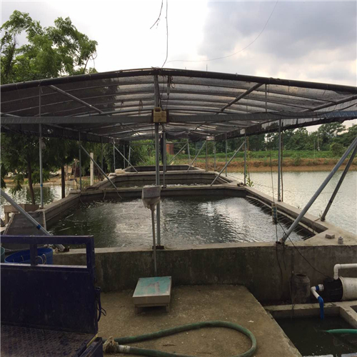 佛山兴源水产特种鱼苗养殖场